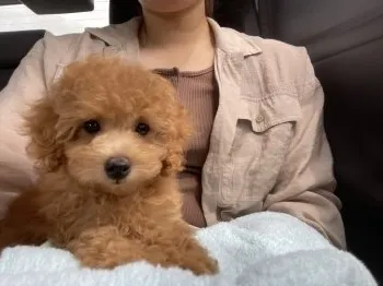 あんな 様のお迎えした子犬