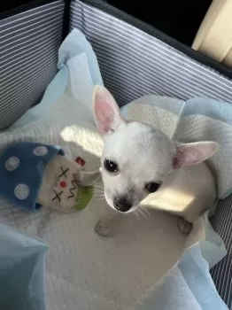 T.Y 様のお迎えした子犬