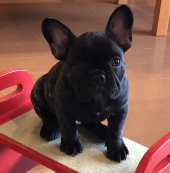 Engel 様のお迎えした子犬