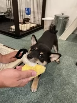 T.I 様のお迎えした子犬