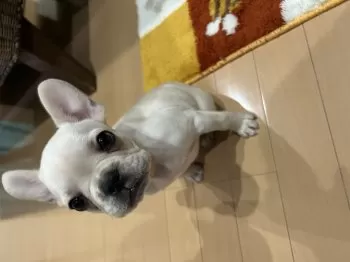きーこ 様のお迎えした子犬