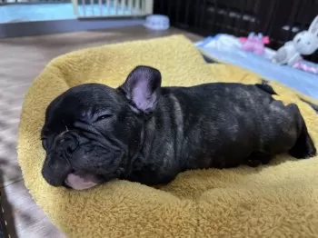 A.T 様のお迎えした子犬