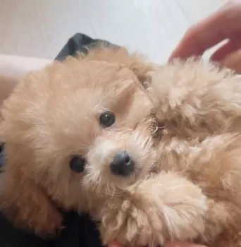 ぜり 様のお迎えした子犬