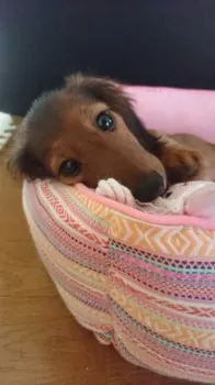 あんずママ 様のお迎えした子犬