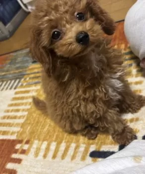 M.H 様のお迎えした子犬