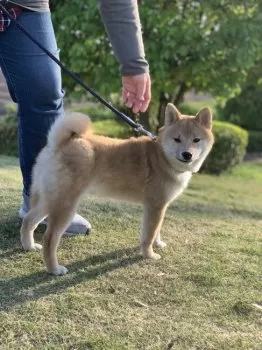 M.A 様のお迎えした子犬