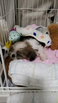 ゆうそう 様のお迎えした子犬