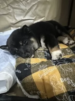 S.T 様のお迎えした子犬
