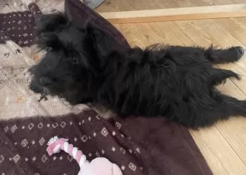 はまちゃん 様のお迎えした子犬