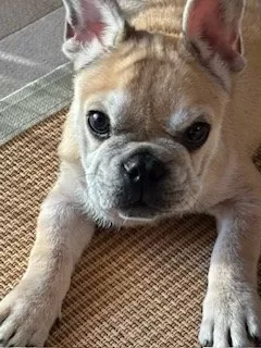 H.N 様のお迎えした子犬