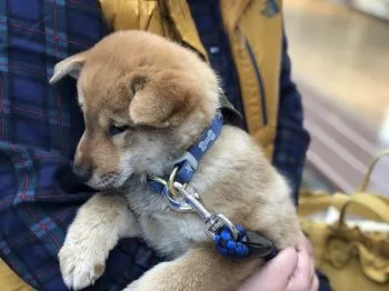 鈴木 様のお迎えした子犬