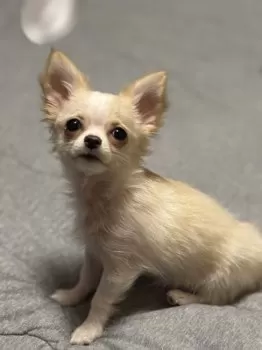 こもも 様のお迎えした子犬