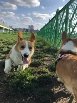 こてしずふたぎんかぁか 様のお迎えした子犬