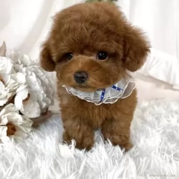 K.O 様のお迎えした子犬