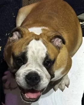 スークン 様のお迎えした子犬