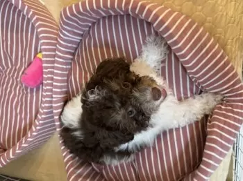 たま 様のお迎えした子犬