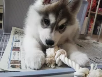 コウ 様のお迎えした子犬