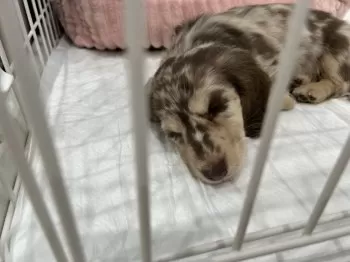 S.M 様のお迎えした子犬