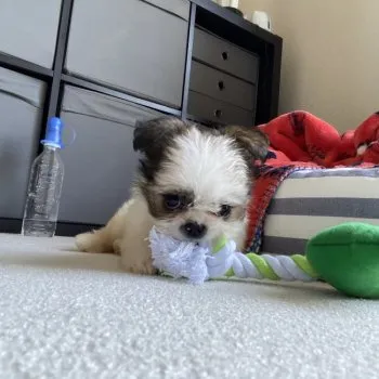 H.M 様のお迎えした子犬