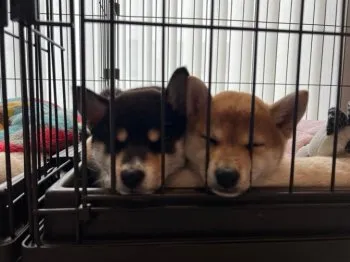 teru4454 様のお迎えした子犬