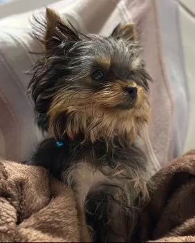 xxio240 様のお迎えした子犬