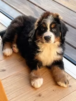 S.S 様のお迎えした子犬