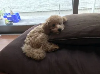 める 様のお迎えした子犬