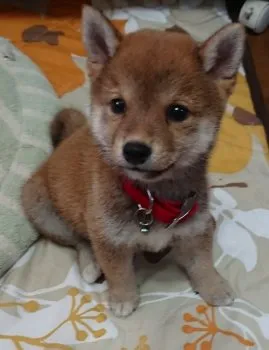 もなか 様のお迎えした子犬