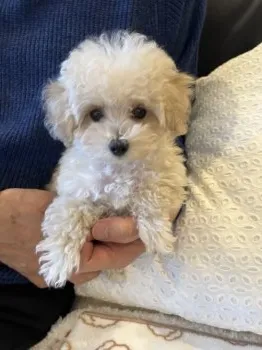 nao 様のお迎えした子犬