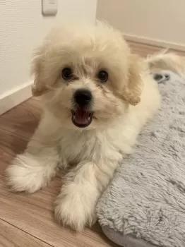 Suda 様のお迎えした子犬