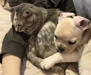 S.U 様のお迎えした子犬