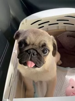 maro 様のお迎えした子犬