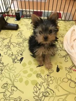 みかりん 様のお迎えした子犬