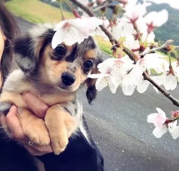 まりちゃん 様のお迎えした子犬