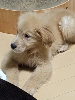 とめがね 様のお迎えした子犬