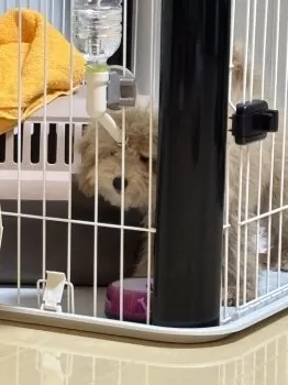 T.T 様のお迎えした子犬