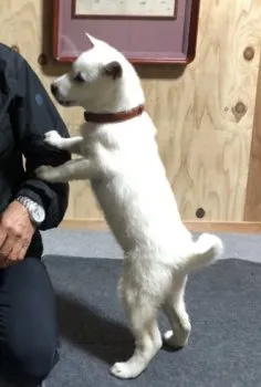 coquille 様のお迎えした子犬