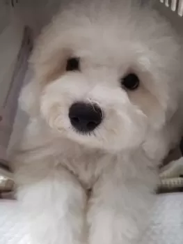 235 様のお迎えした子犬