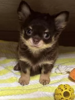 A.U 様のお迎えした子犬