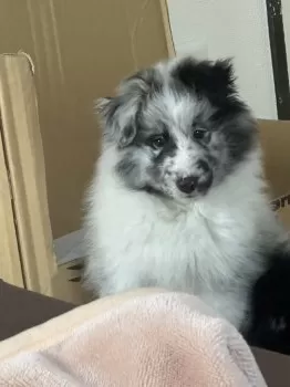 Y.Y 様のお迎えした子犬