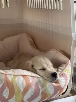 あゆみ 様のお迎えした子犬