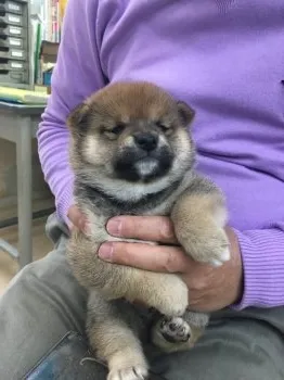 hirooykj 様のお迎えした子犬