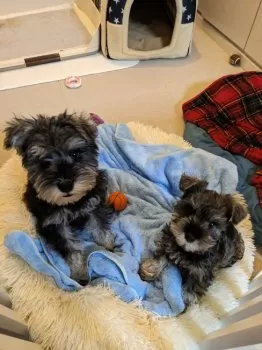 そると 様のお迎えした子犬