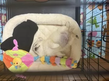 もっくん 様のお迎えした子犬