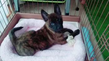 みか 様のお迎えした子犬