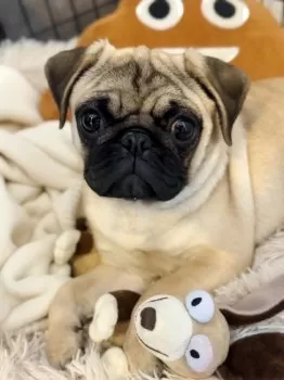 htk727 様のお迎えした子犬