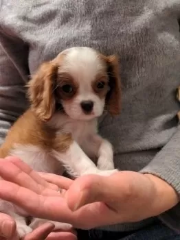 キャバリア好き 様のお迎えした子犬