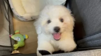 ぽてち 様のお迎えした子犬