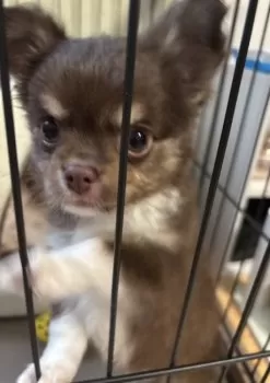 E.S 様のお迎えした子犬