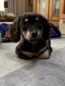 Y.H 様のお迎えした子犬